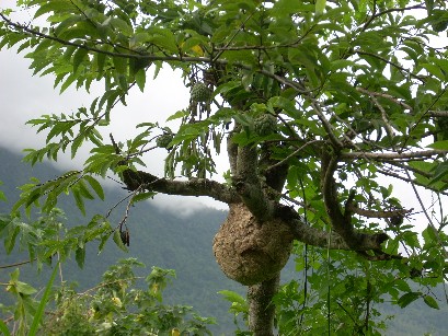 在那儿的虎头蜂巢安全-屋檐下或释迦树上呢?